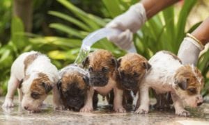bathing a puppy