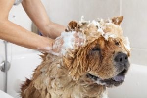 can you use human shampoo on dogs