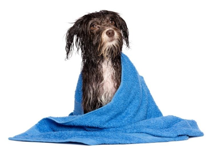dog in a towel