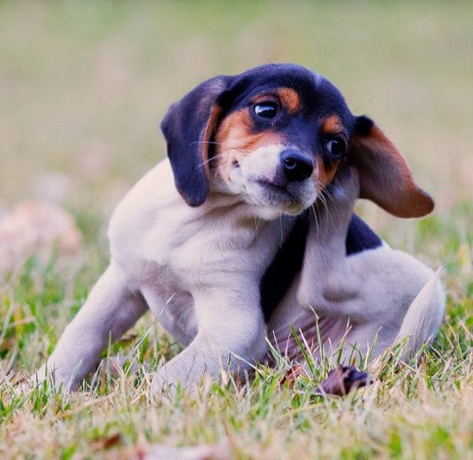 dog scratching for fleas