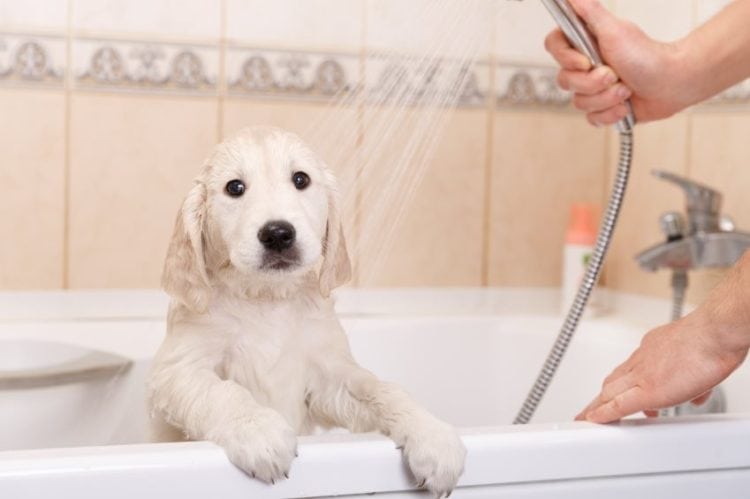 puppy in a bath