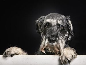 unhappy wet dog in bath