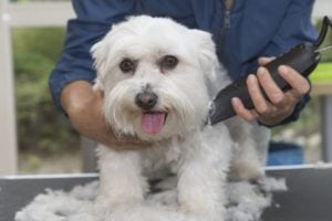 dog being groomed with clippers