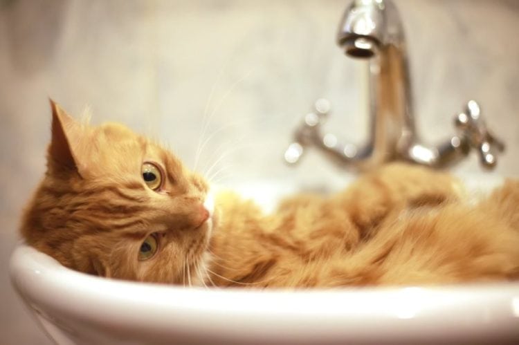 cat in a sink