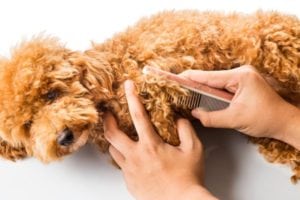 dog getting brushed