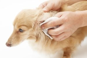 cleaning a dogs ears