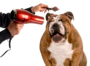 best dog hair dryer