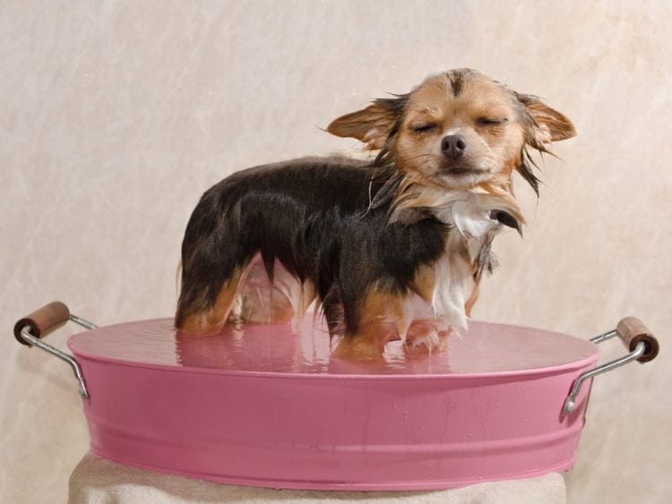 dog in bath tub