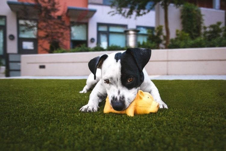Dog playing with an indestructible chew toy