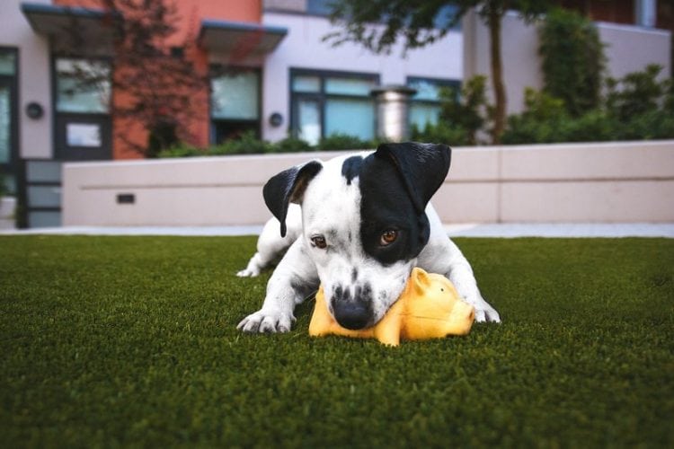 puppy with favorite chew toy