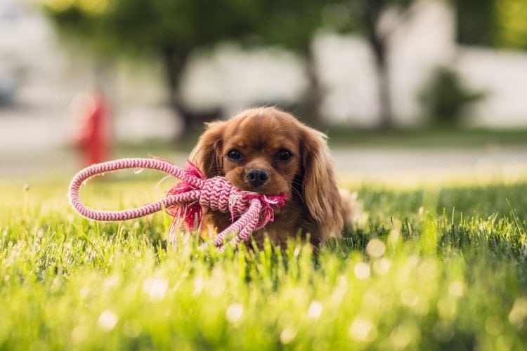 puppy rope