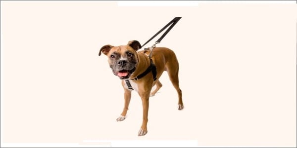 Freedom No Pull Dog Harness