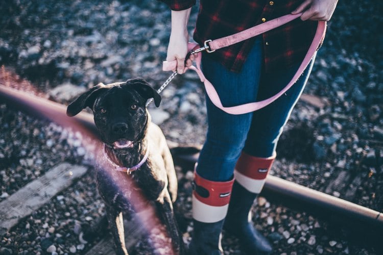 dog on a leash