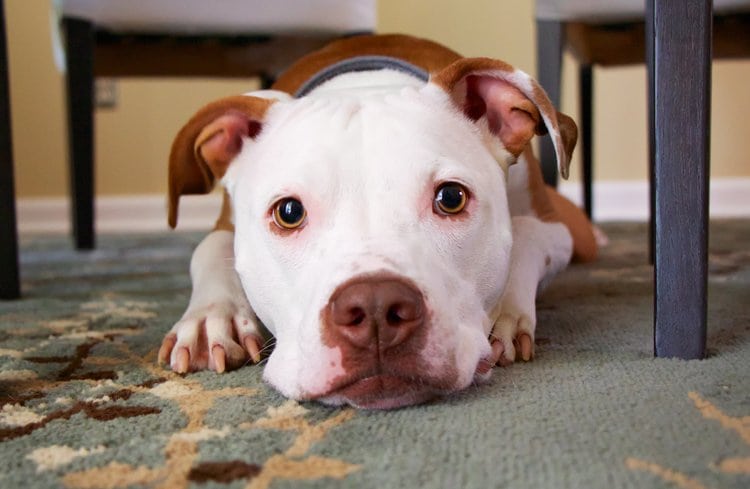 deaf dog laying down