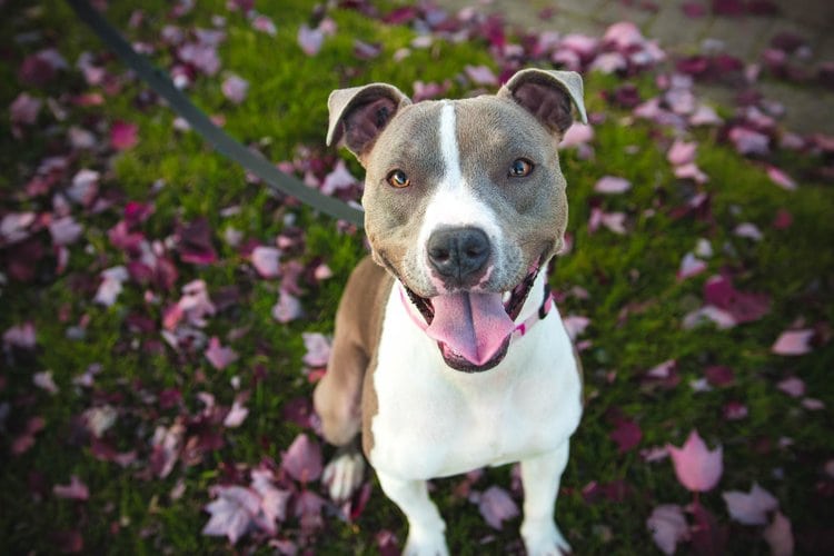 pitbull sitting down