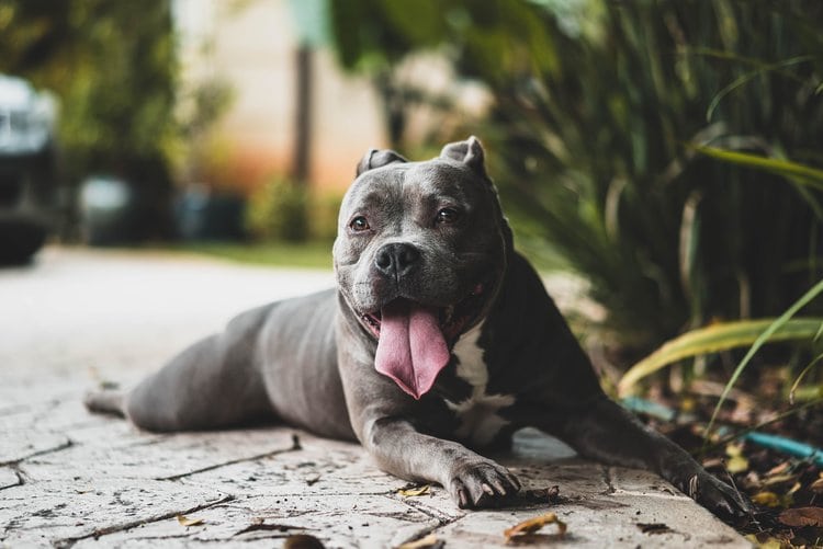 tired pitbull
