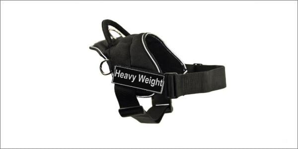 DT dog harness