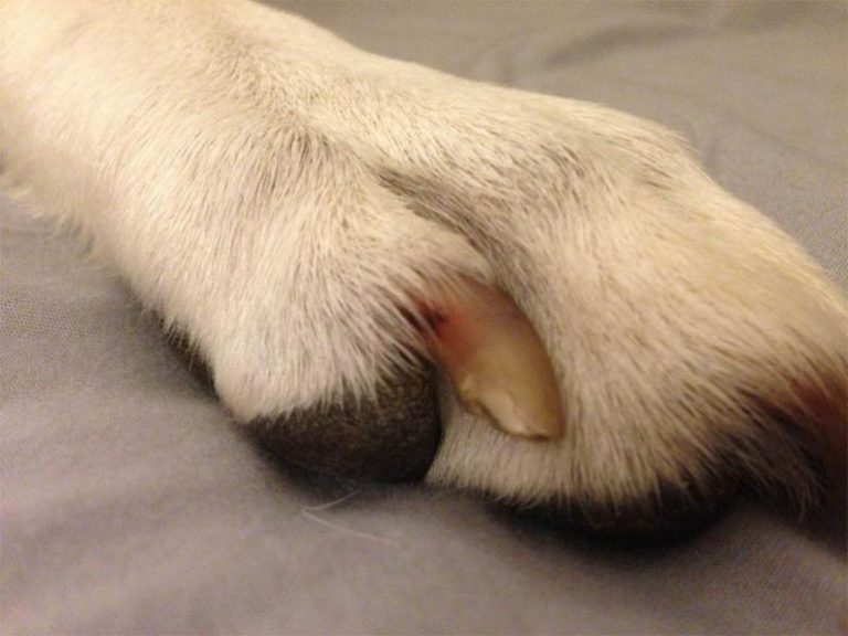How to Stop a Dog’s Nail Bleeding When Cut Too Short Pet Search
